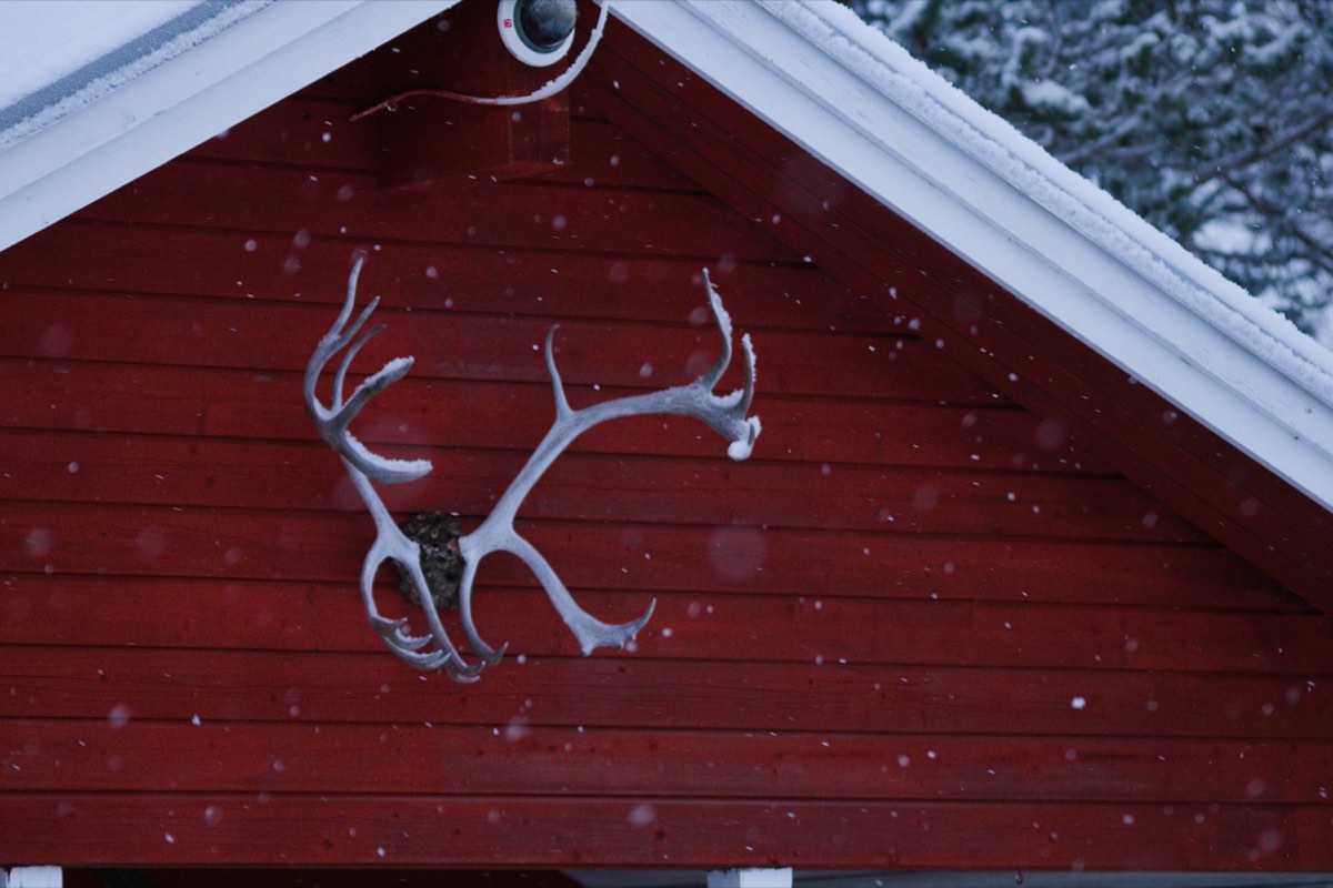 Rendiergewei in de sneeuw bij Luleå
