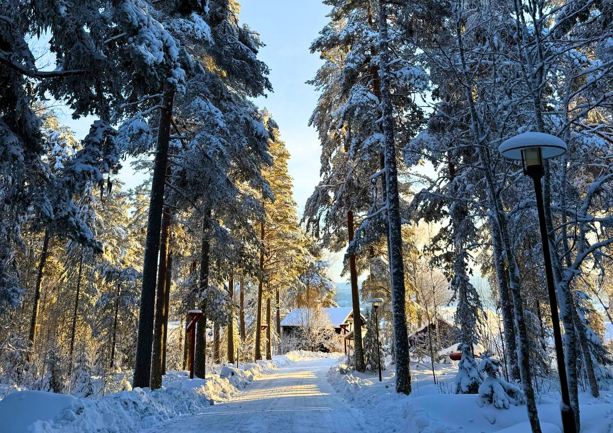 Besneeuwd pad tussen zonovergoten dennen onder een strakblauwe lucht
